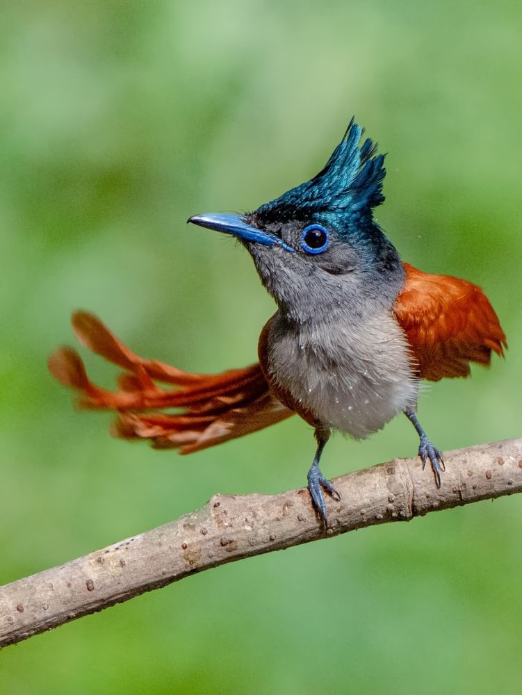 Photograph by Soumendu Das