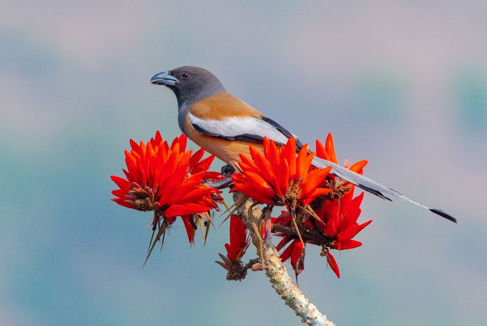 Photograph by Soumendu Das
