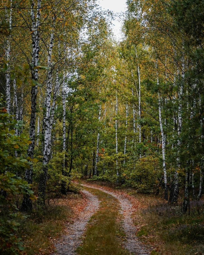 Березовий гай