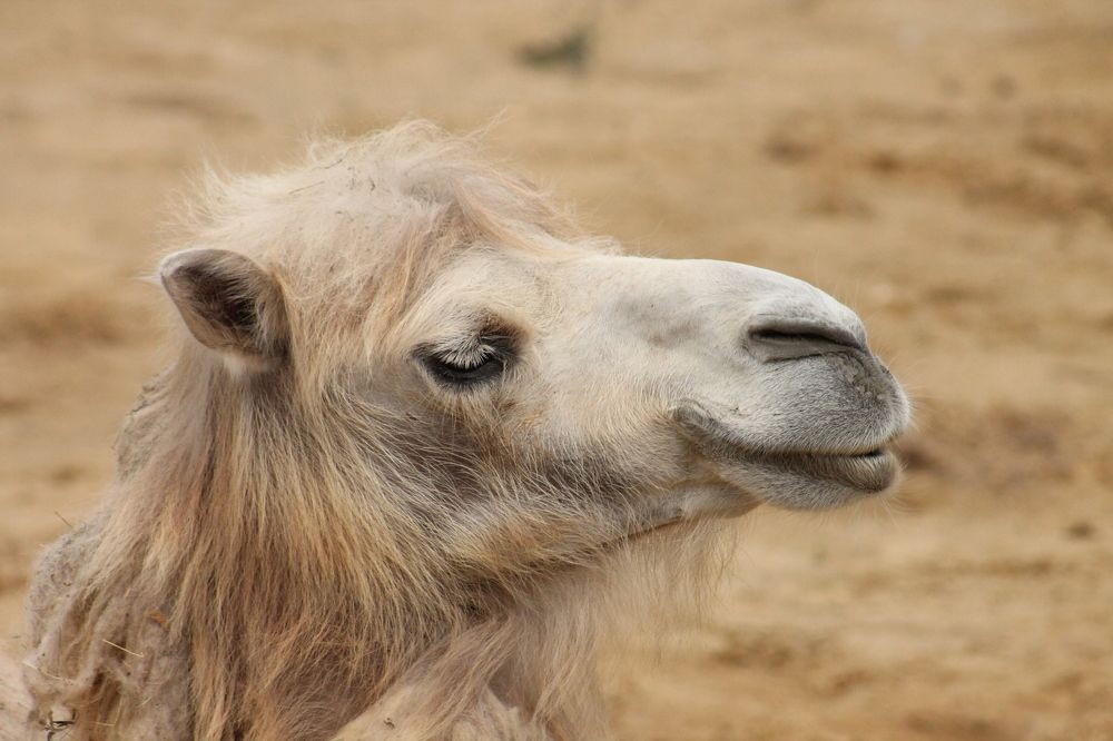 Photograph by Александр Быкадоров