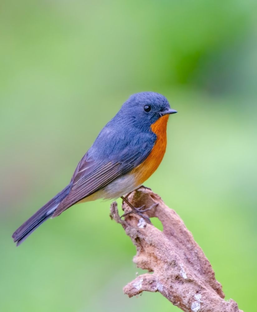 Photograph by Soumendu Das