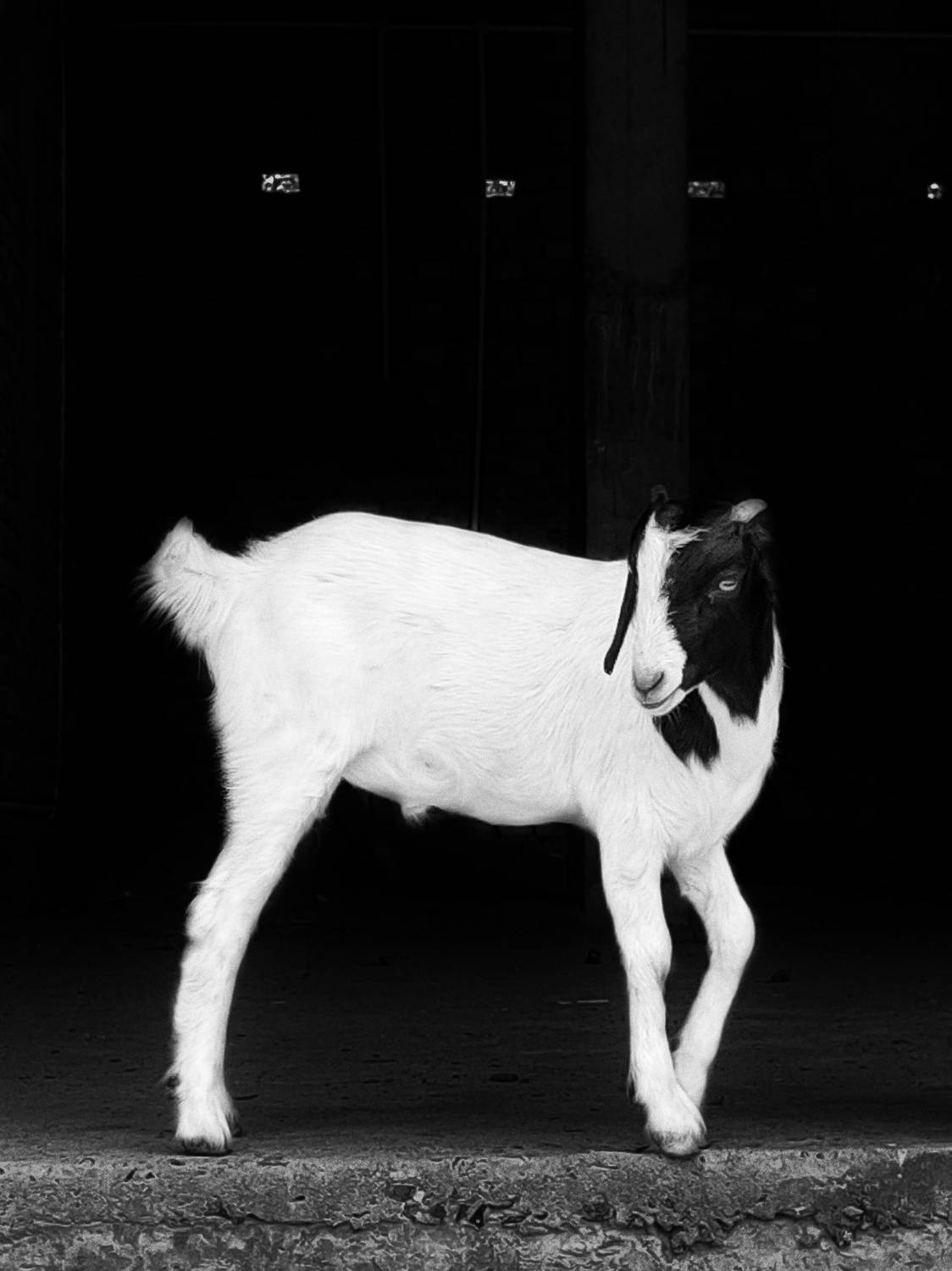 Photo #7700029