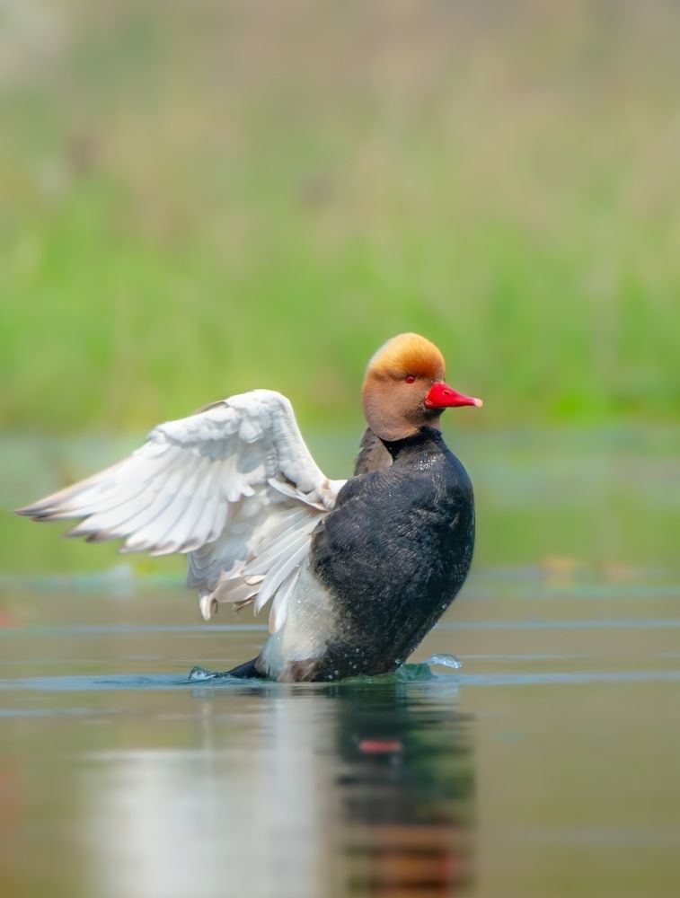Photograph by Soumendu Das
