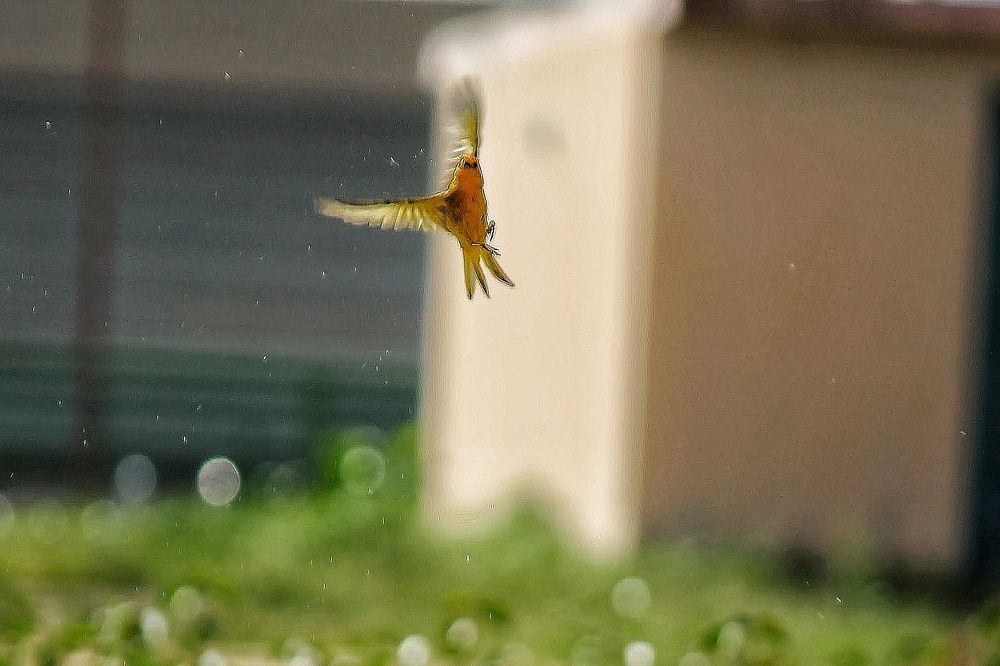 Photograph by Pietro Granieri