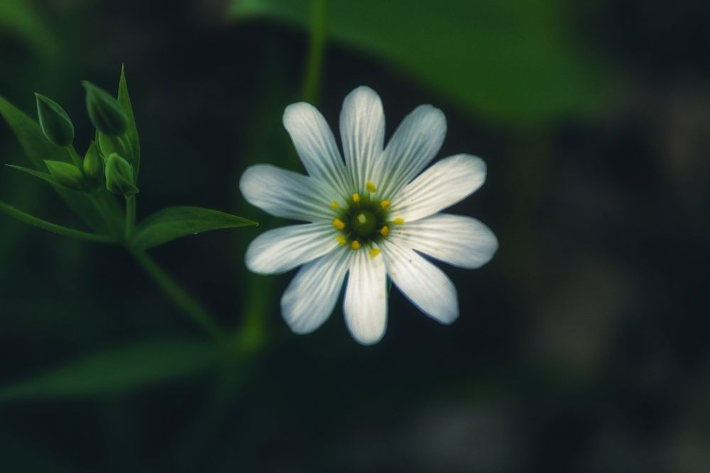 Photograph by Эльвира Куликова