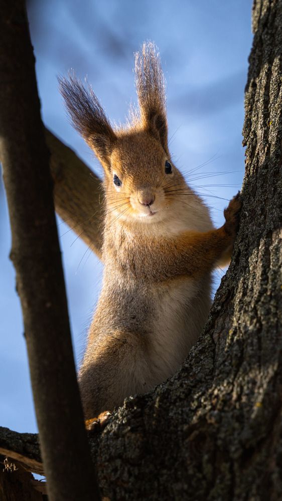 Фотография автора Владимир Романов