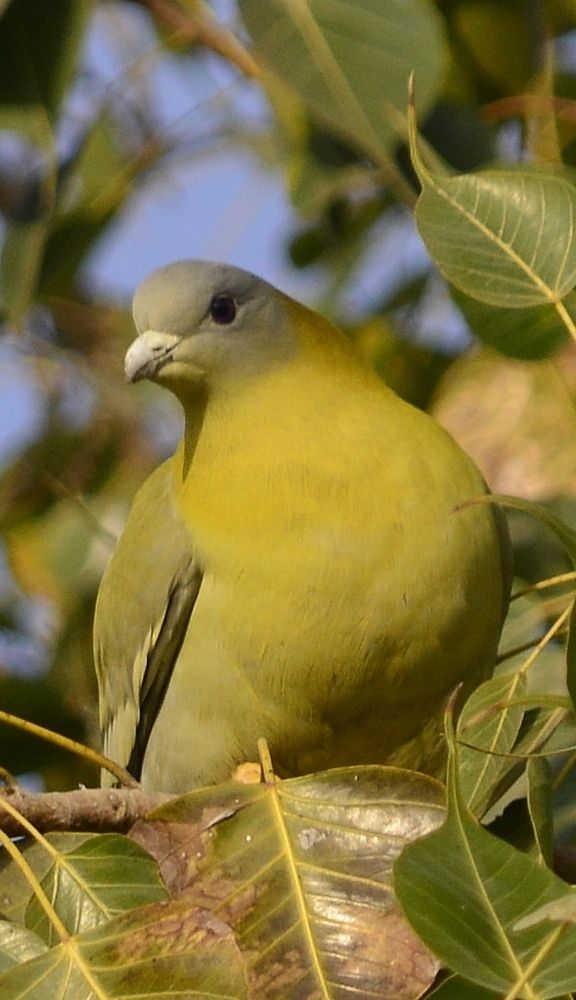 GREEN PIGEONS