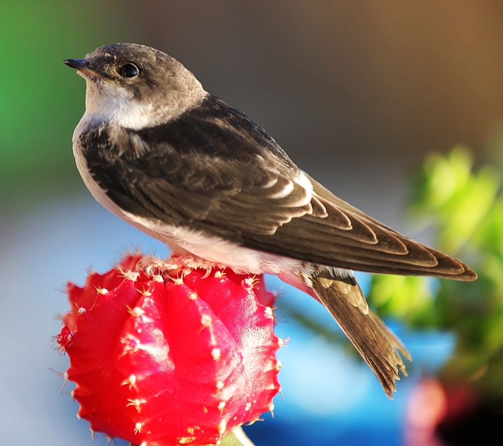 Photograph by Esin Sağır