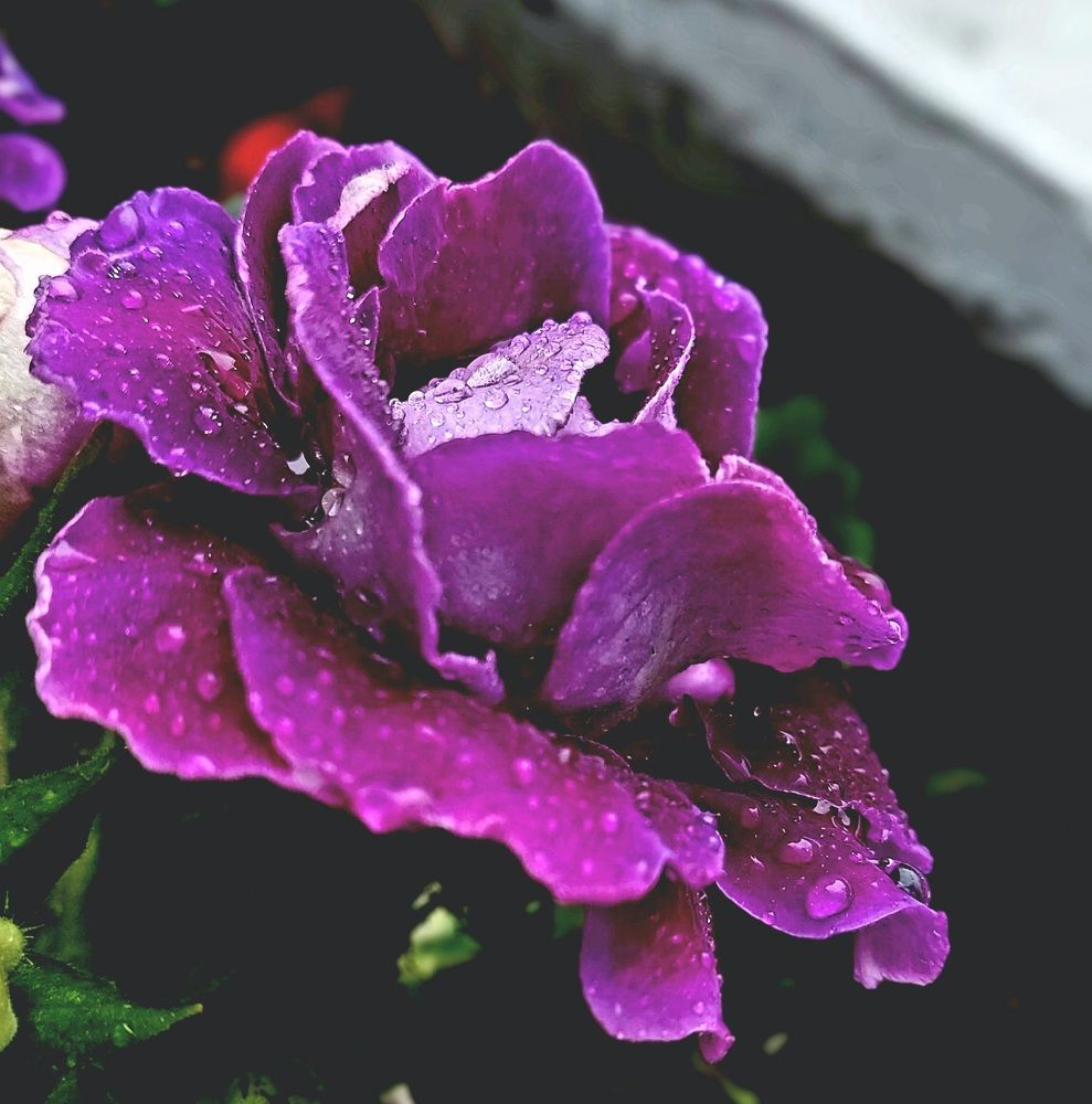 Photograph by Элис