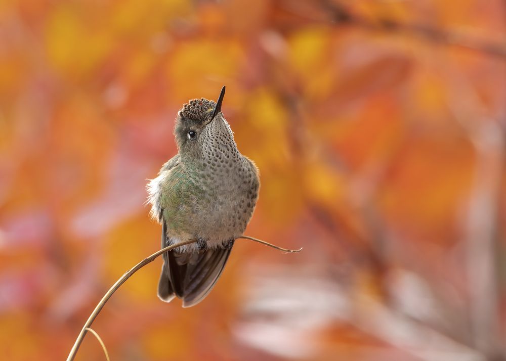 Rubi hummingbird in the fall