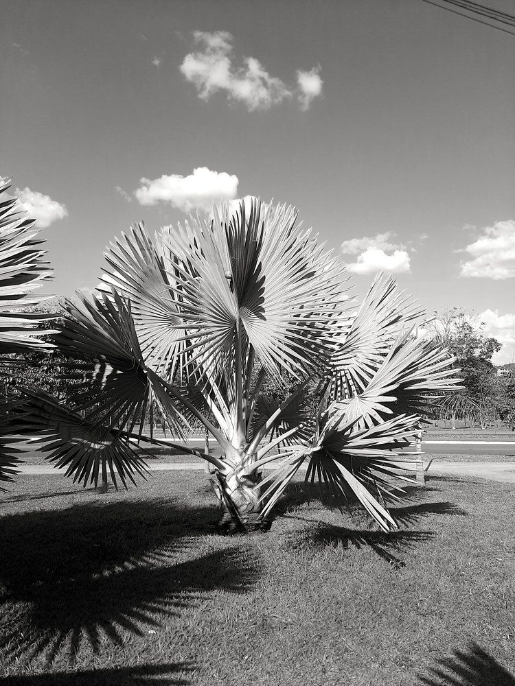 Photograph by Natan Marques