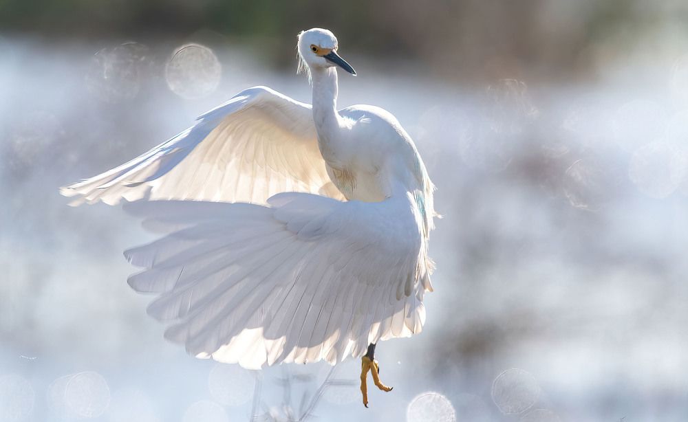 Photograph by OuhLaLaPhotography Nature RaptorsHolic