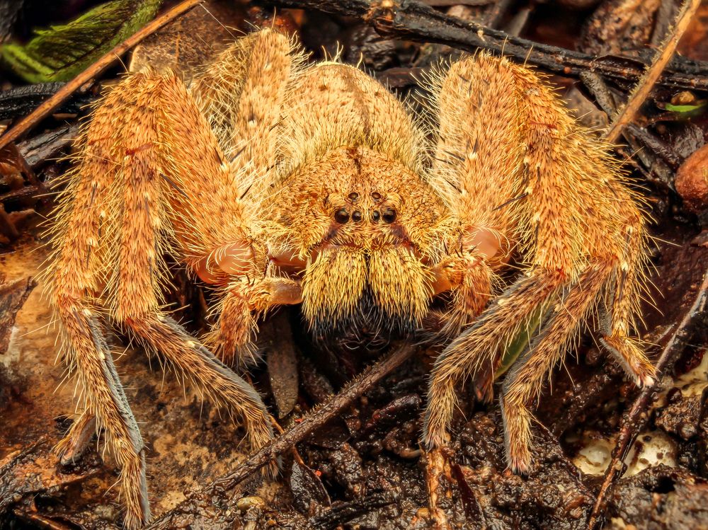 Huntsman Spider (Heteropoda davidbowie)