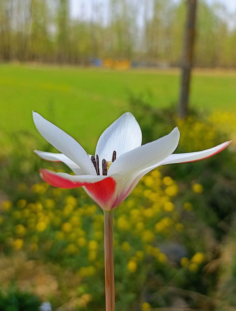 Wild tulip