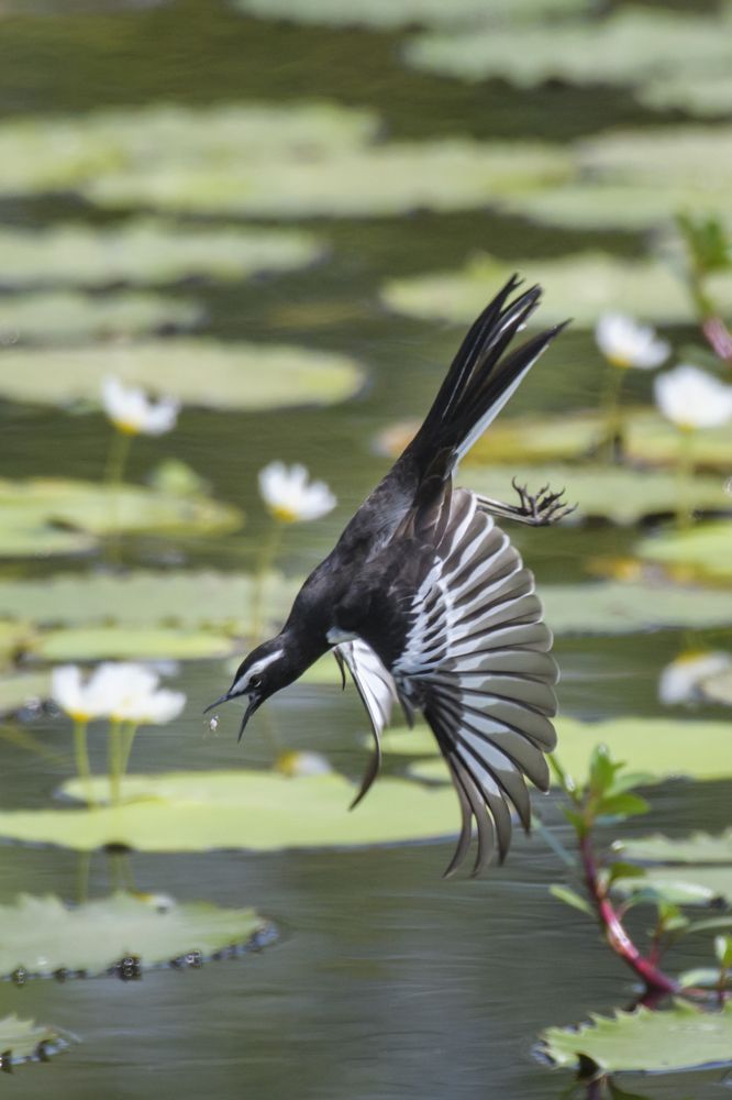 Photograph by Sooraj Rajan Sugandhamony