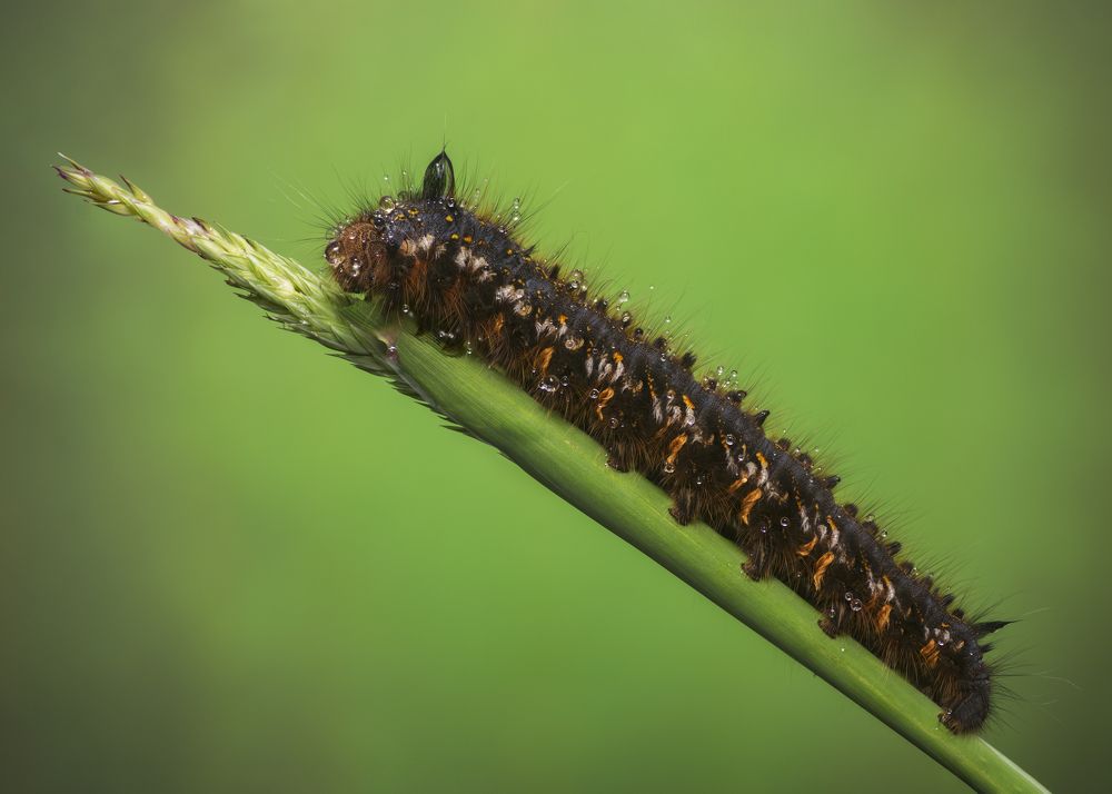 Photograph by Максим Вышарь