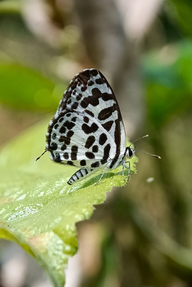 Photograph by Prokash Sarkar