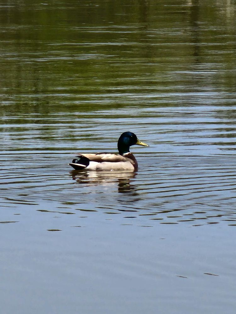 Фотография автора Al