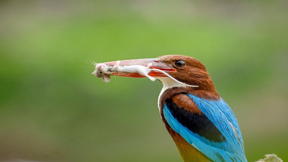 Photograph by Sahisnu Saha