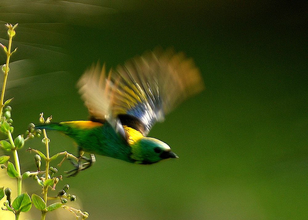 Photograph by André Lobo