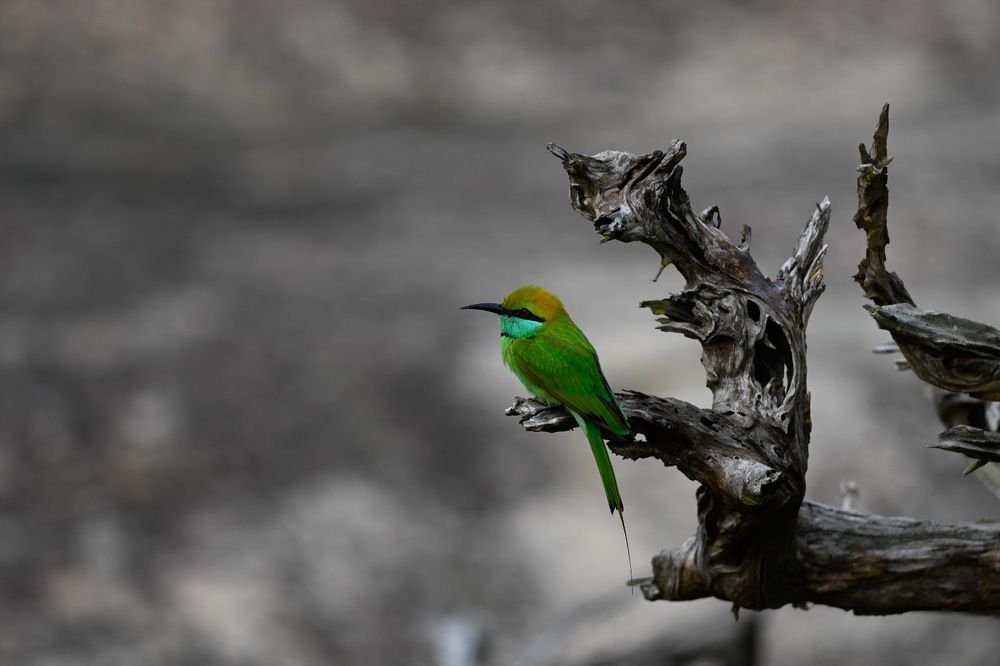 Photograph by Shirley irantha Sooriyaarachchi