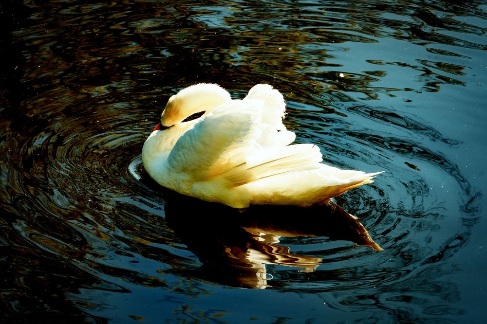 Фотография автора Александр Падажецкий