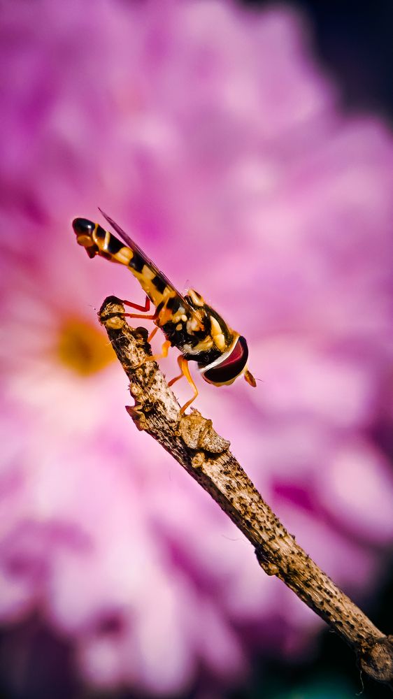 Photograph by Soaham Sur