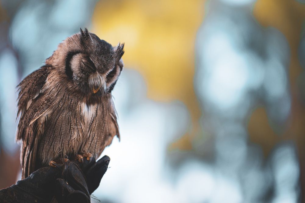 Фотография автора Stéphane MOSER