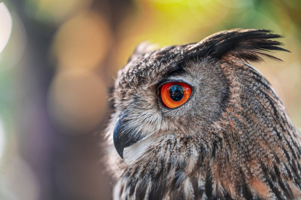 Фотография автора Stéphane MOSER