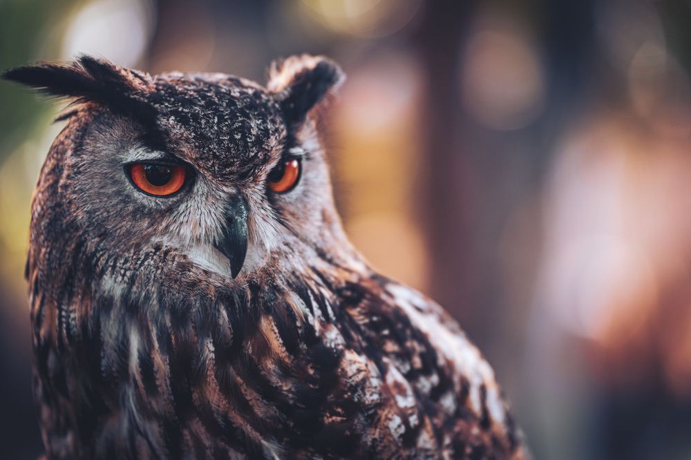 Фотография автора Stéphane MOSER