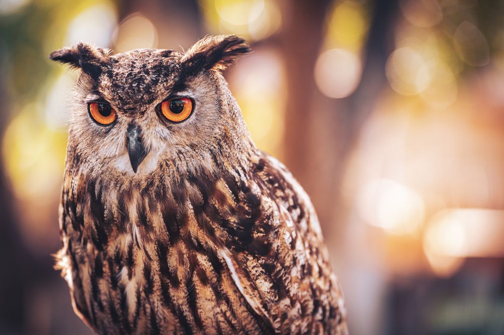 Фотография автора Stéphane MOSER