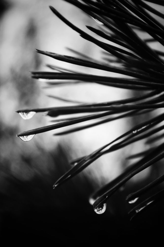 Photograph by Виктория Старовойтова