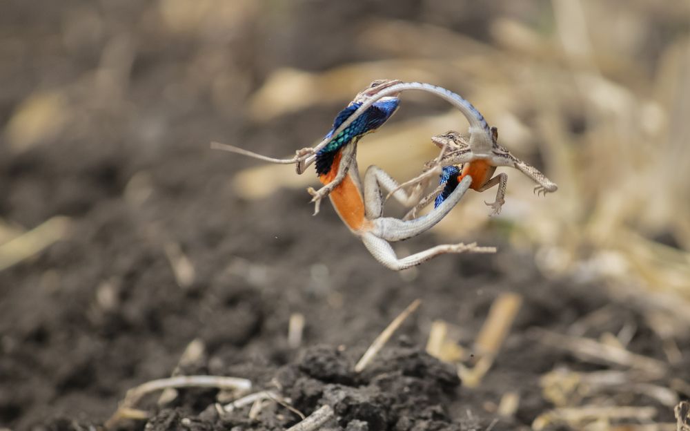 Photograph by Santosh Shelke