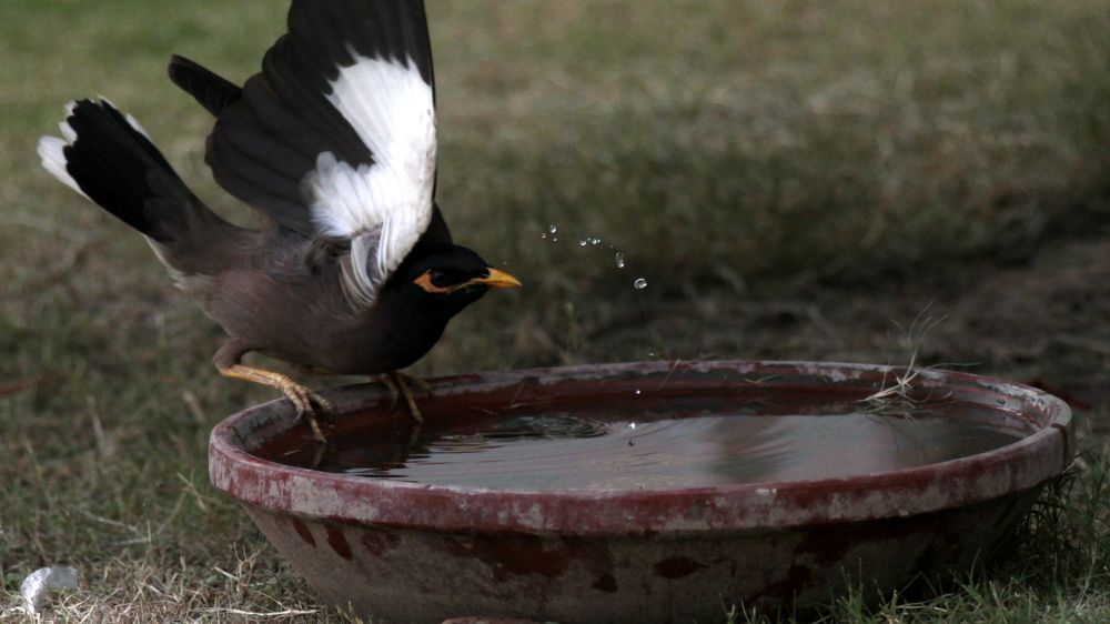 Фотография автора SYED AKBAR