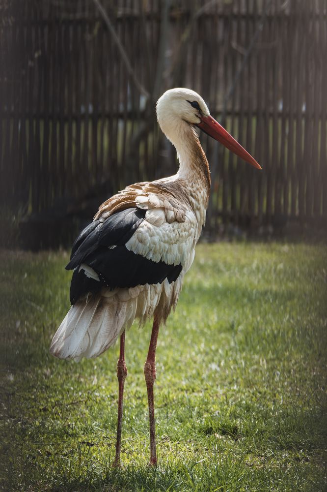 Photograph by Степан Ковыльчик