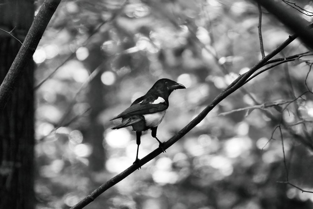 Photograph by Степан Ковыльчик