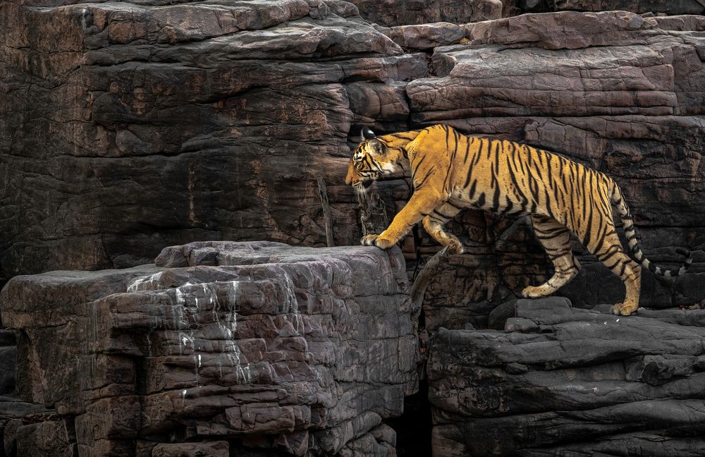 Фотография автора Rajharsha Narayanswamy