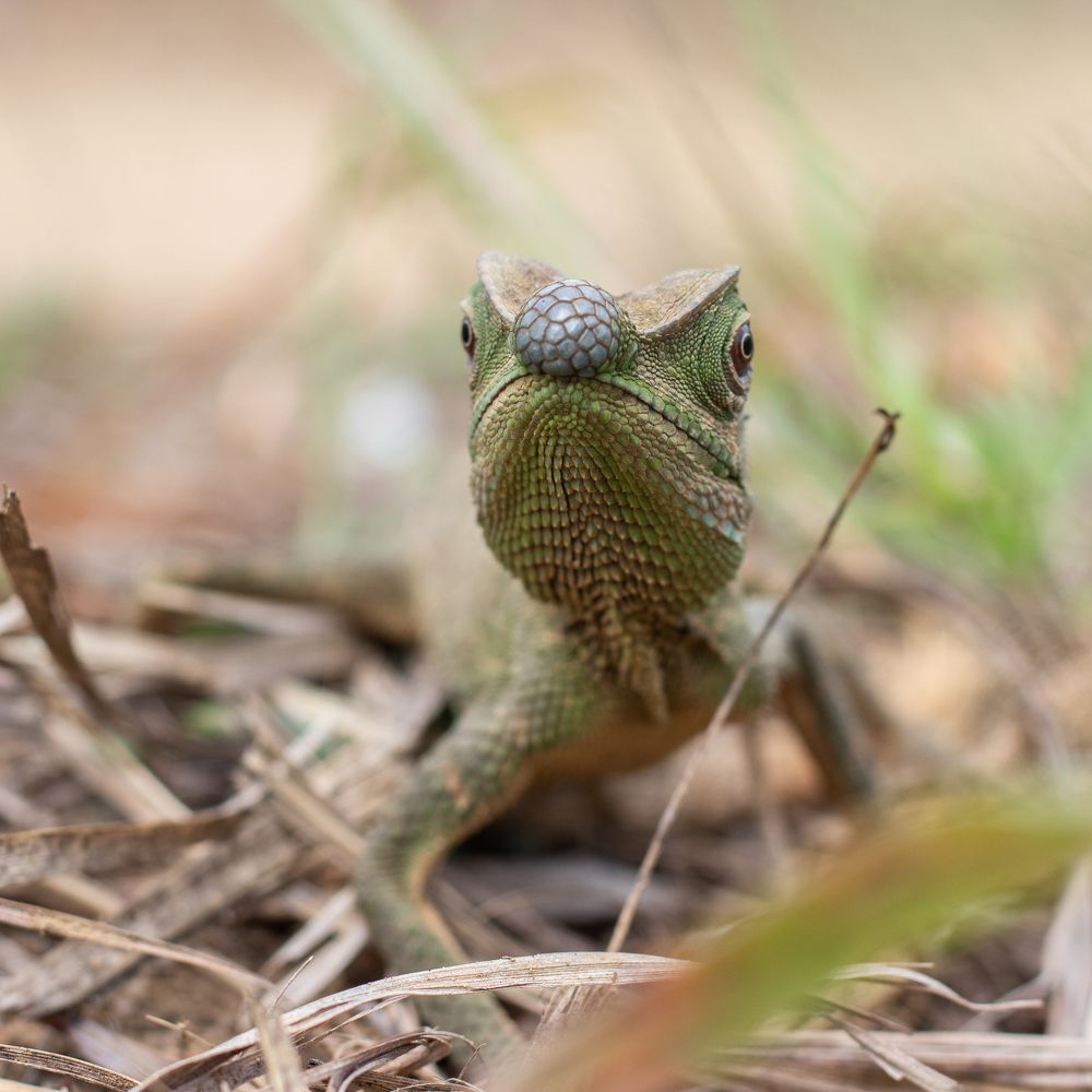 Photograph by Gihan Viraj Thilakarathna