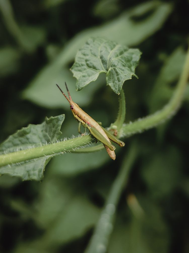 Greenhopper