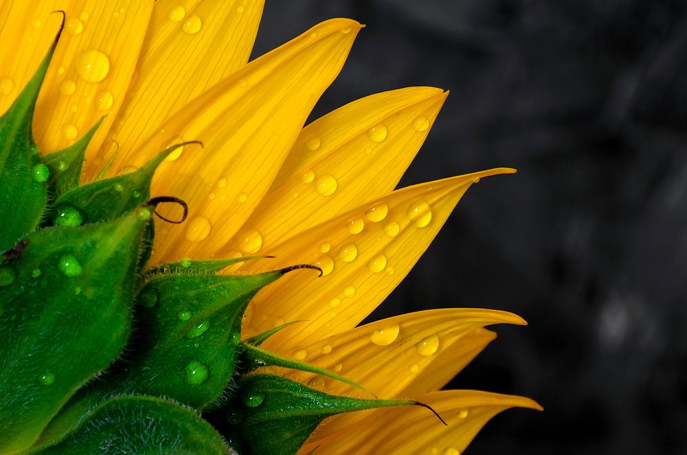 Photograph by Sahar Jafari