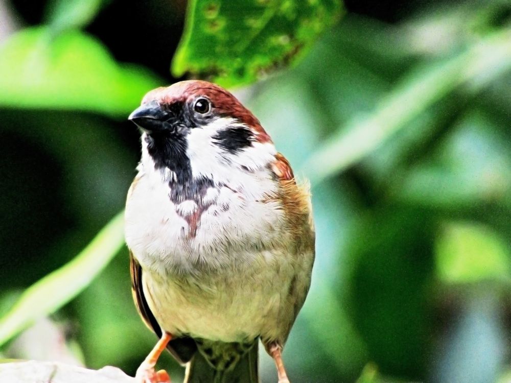 Photograph by har yono