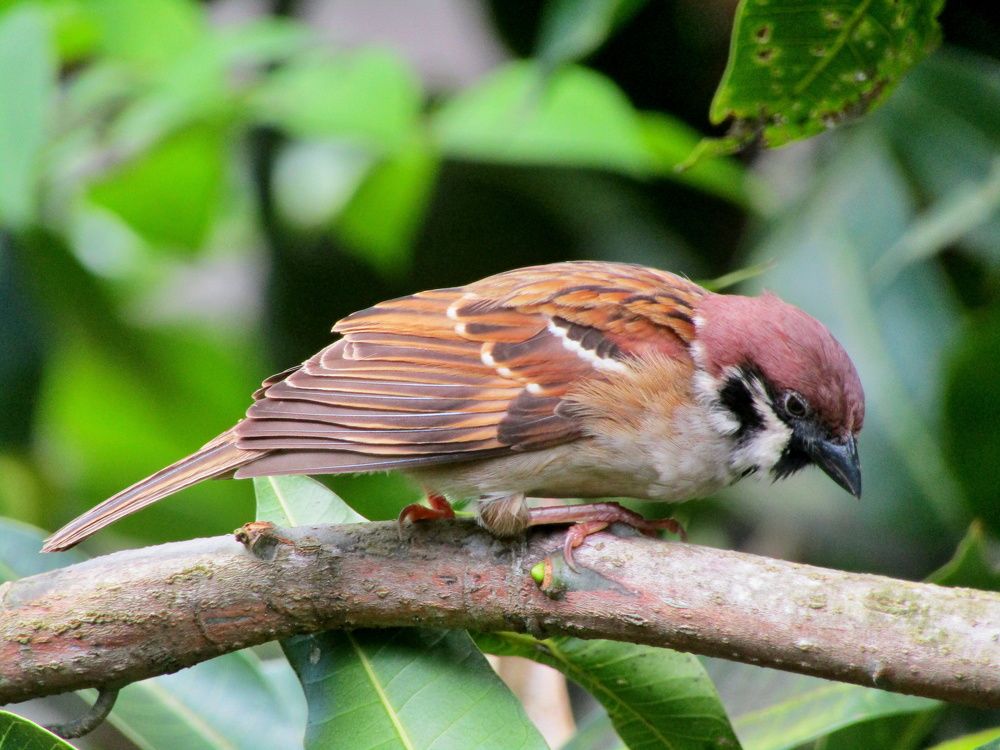 Photograph by har yono