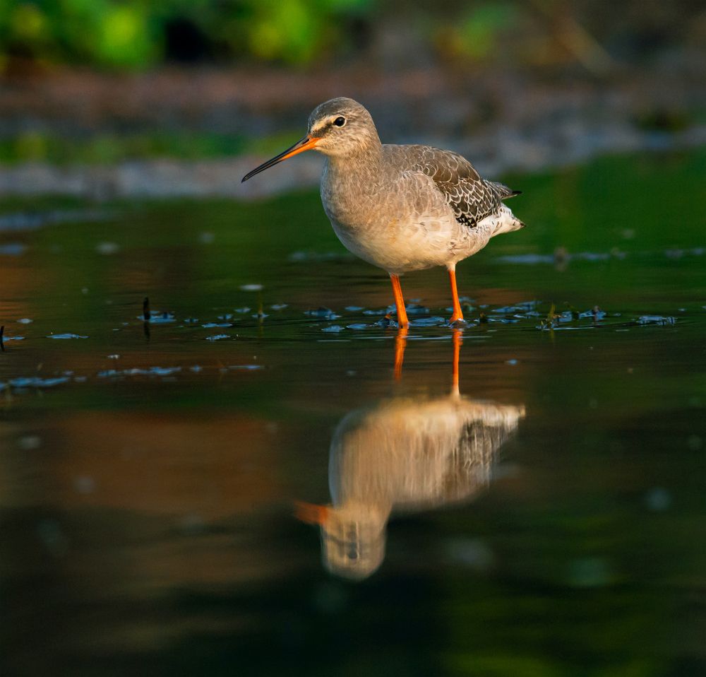 Photograph by Raj Amrit