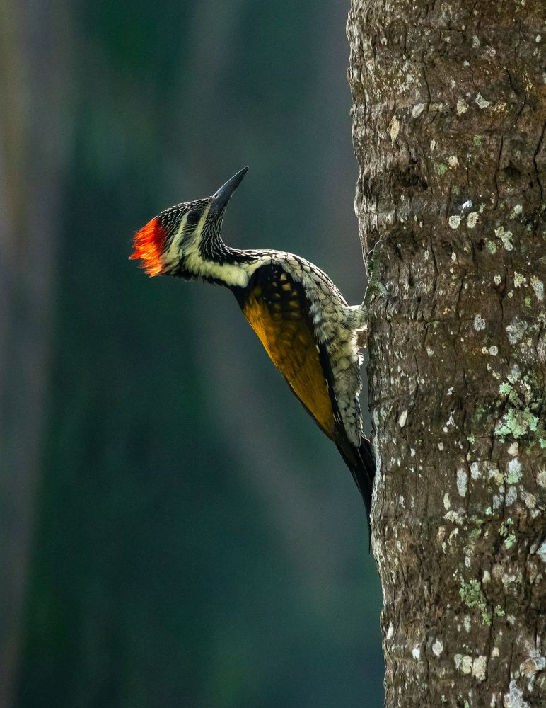 Photograph by Raj Amrit