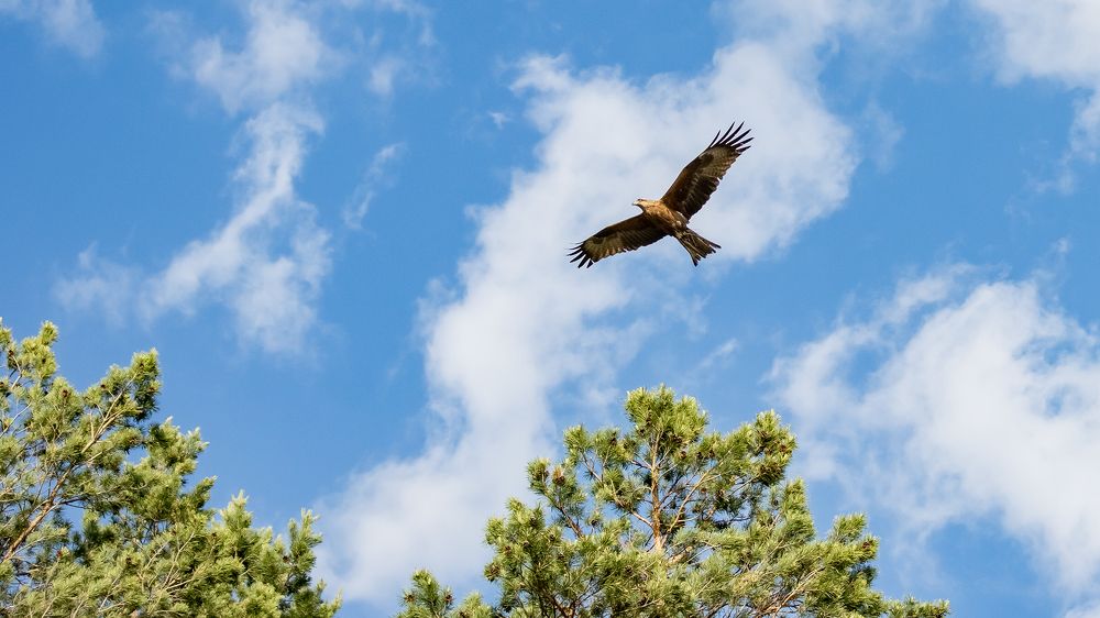 Фотография автора Евгений Пименов