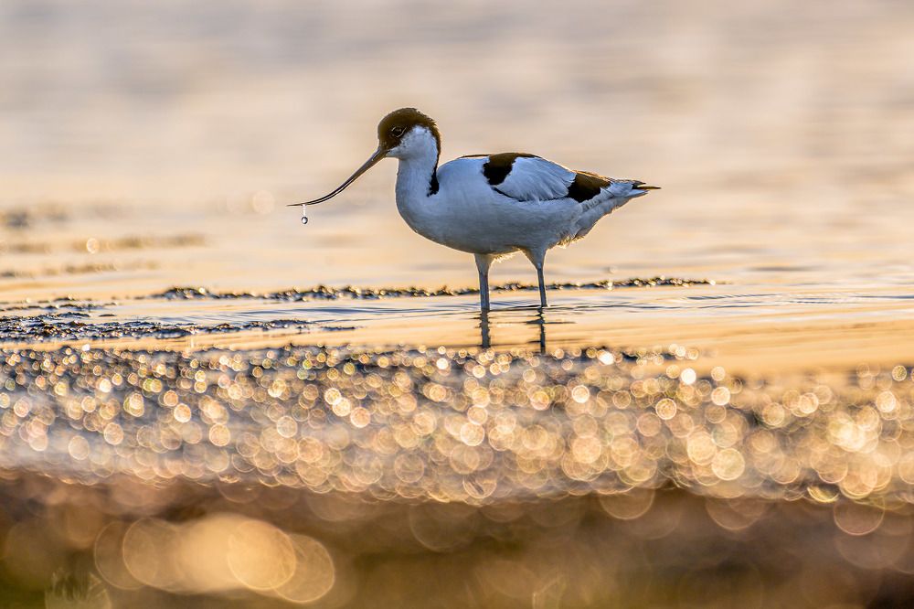 Photograph by Nikolay Hristov