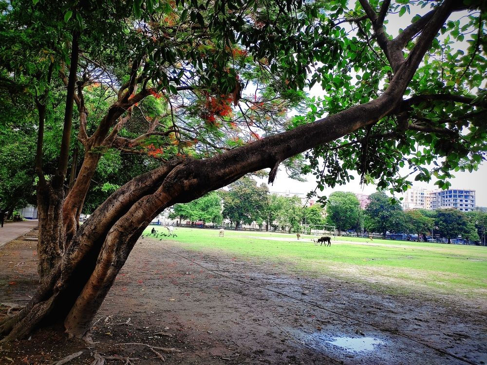 Photograph by Tathagata