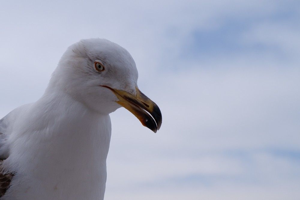 Photograph by Bassem Ahmed Khallaf