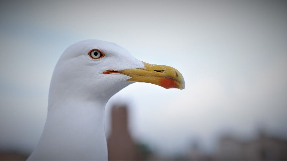 Photograph by Bassem Ahmed Khallaf