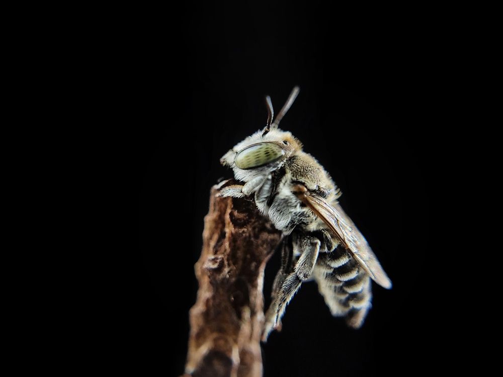 Megachile leaf cutter bee resting on twig